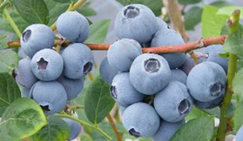 四川藍莓品種