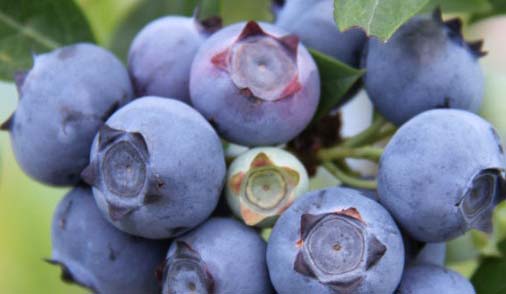 四川藍莓種苗基地