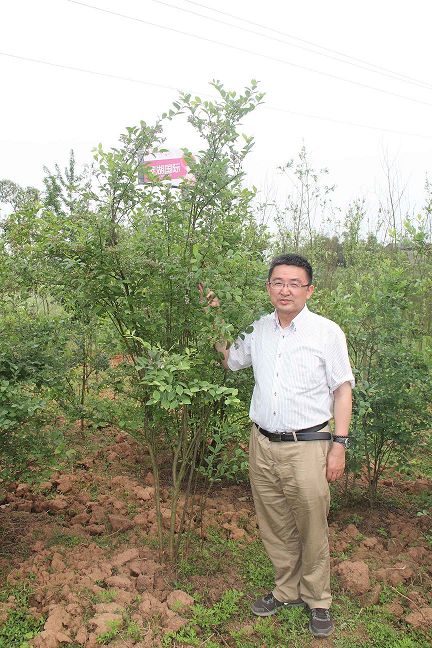 重慶大足藍莓種苗基地