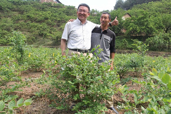 重慶璧山藍莓種植基地
