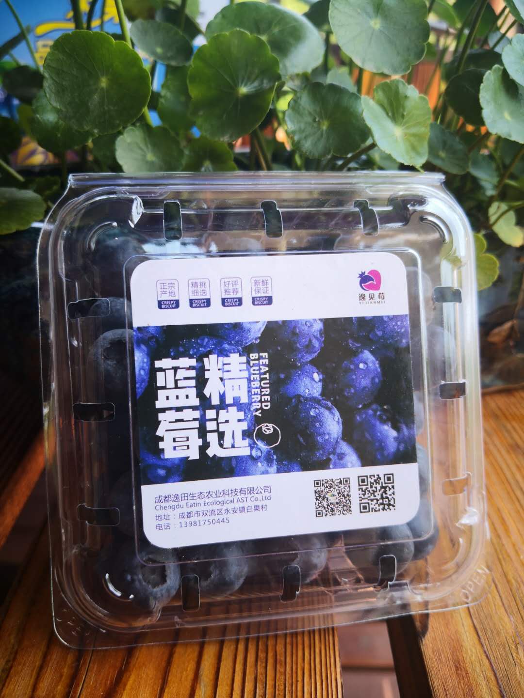云南藍莓