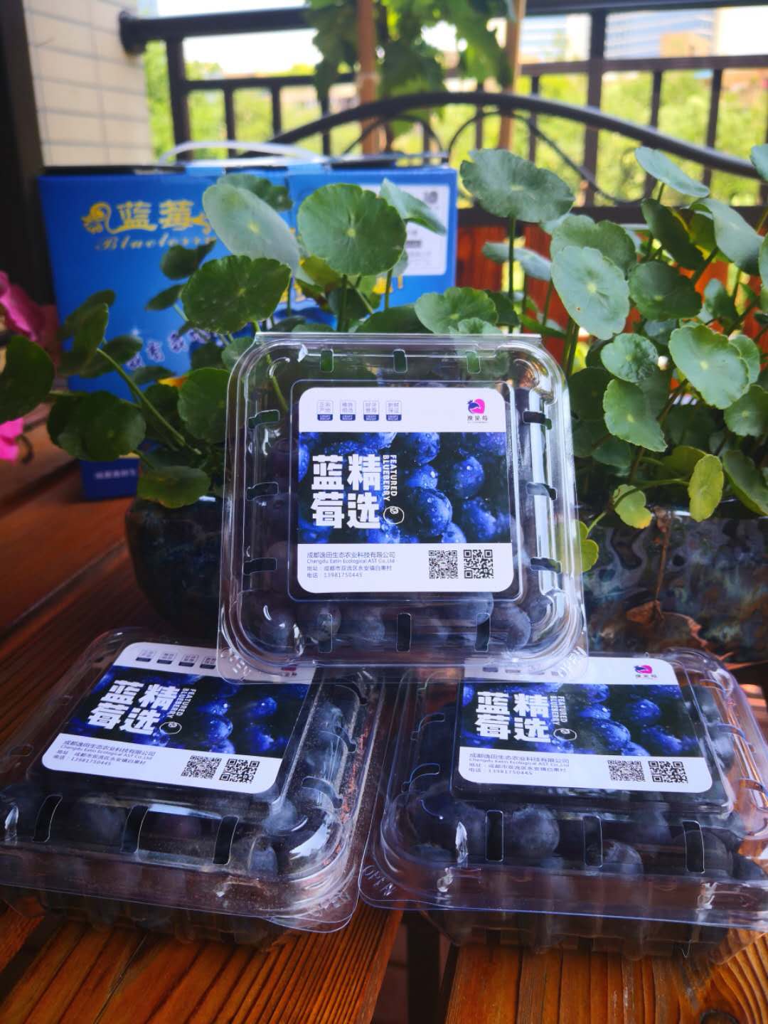 云南藍莓觀光采摘