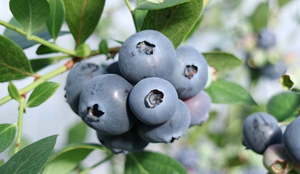 藍莓種類知識分享：南高叢、北高叢、矮叢與半高叢的區別
